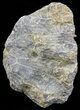 Polished Fossil Coral - Morocco #60043-1